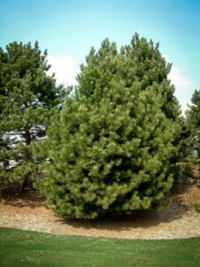 Сосна Чёрная (Pinus Nigra) купить по цене от 270.00р. в интернет-магазине «Посадика» с доставкой почтой в в Верхотурьее и по всей России – [изображение №1].