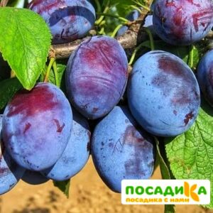 Слива Чачакская ранняя купить по цене от 229.00р. в интернет-магазине «Посадика» с доставкой почтой в в Верхотурьее и по всей России – [изображение №1].