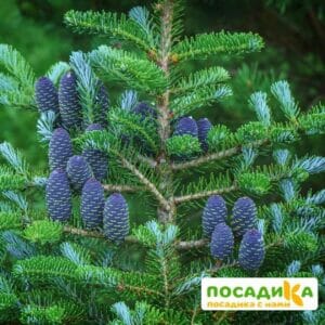 Пихта корейская (Abies koreana) купить по цене от 450.00р. в интернет-магазине «Посадика» с доставкой почтой в в Верхотурьее и по всей России – [изображение №1].