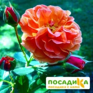 Роза Арабия купить по цене от 350.00р. в интернет-магазине «Посадика» с доставкой почтой в в Верхотурьее и по всей России – [изображение №1].