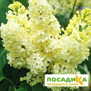 Сирень Примроуз (Primrose) купить по цене от 529.00р. в интернет-магазине «Посадика» с доставкой почтой в в Верхотурьее и по всей России – [изображение №1].