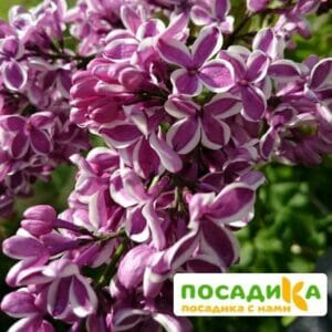 Сирень Сенсация купить по цене от 529.00р. в интернет-магазине «Посадика» с доставкой почтой в в Верхотурьее и по всей России – [изображение №1].