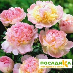 Пион Распберри Сандей (Paeonia Raspberry Sundae) купить по цене от 959р. в интернет-магазине «Посадика» с доставкой почтой в в Верхотурьее и по всей России – [изображение №1].