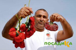 Клубника Гигант Джорнея купить по цене от 266р. в интернет-магазине «Посадика» с доставкой почтой в в Верхотурьее и по всей России – [изображение №1].