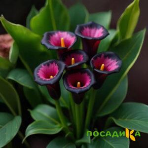 Калла Аура Лейс купить по цене от 400р. в интернет-магазине «Посадика» с доставкой почтой в в Верхотурьее и по всей России – [изображение №1].