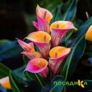 Калла Оникс купить по цене от 450р. в интернет-магазине «Посадика» с доставкой почтой в в Верхотурьее и по всей России – [изображение №1].