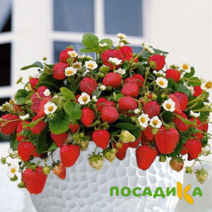 Клубника Рубиновый Шепот (горшечная) купить по цене от 240р. в интернет-магазине «Посадика» с доставкой почтой в в Верхотурьее и по всей России – [изображение №1].