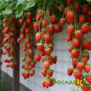 Клубника вьющаяся Комплимент купить по цене от 470р. в интернет-магазине «Посадика» с доставкой почтой в в Верхотурьее и по всей России – [изображение №1].