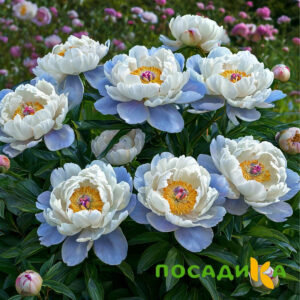 Пион акварельный Этюд купить по цене от 806р. в интернет-магазине «Посадика» с доставкой почтой в в Верхотурьее и по всей России – [изображение №1].