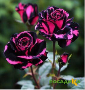 Роза Багровый Шепот купить по цене от 366р. в интернет-магазине «Посадика» с доставкой почтой в в Верхотурьее и по всей России – [изображение №1].