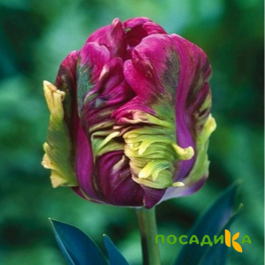 Тюльпан Экзотик Хэвен купить по цене от 186р. в интернет-магазине «Посадика» с доставкой почтой в в Верхотурьее и по всей России – [изображение №1].
