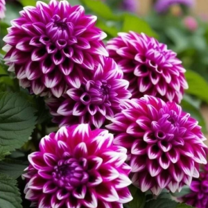 Георгин Кристал Корт купить по цене от 602р. в интернет-магазине «Посадика» с доставкой почтой в в Верхотурьее и по всей России – [изображение №1].