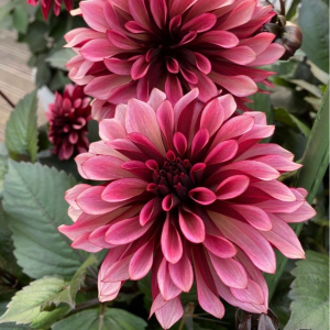 Георгин Перли Сансет купить по цене от 309р. в интернет-магазине «Посадика» с доставкой почтой в в Верхотурьее и по всей России – [изображение №1].